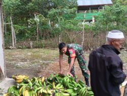 Babinsa support Ketahan Pangan Petani Pisang