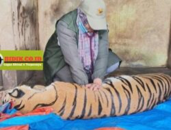 Kondisi Harimau Medan zoo Sangat Memprihatinkan